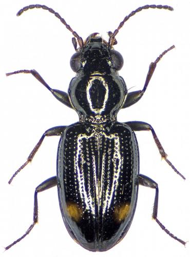 Réf. 202 410 : Bembidion azurescens